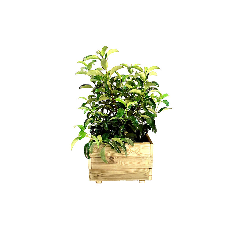 Jardinera cuadrada Pun de 60x60x40 cm, ideal para el cultivo de plantas y flores en espacios exteriores.